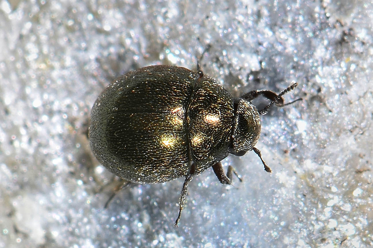 Byrrhidae: Lamprobyrrhulus nitidus